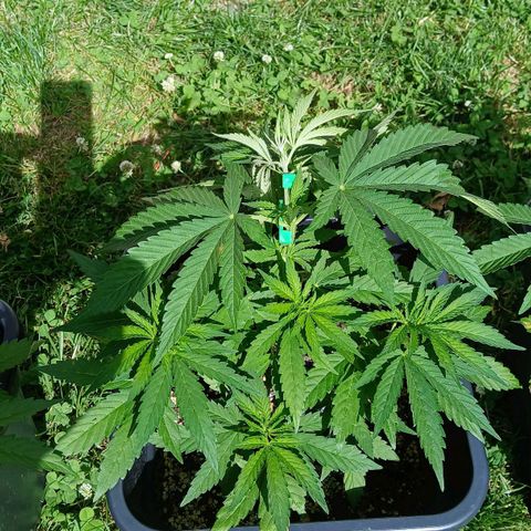 GELATO growlog timeline photo