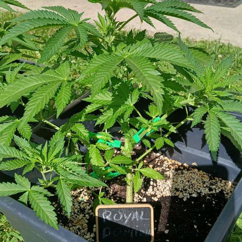 DOMINA growlog timeline photo