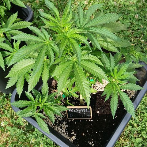 DOMINA growlog timeline photo