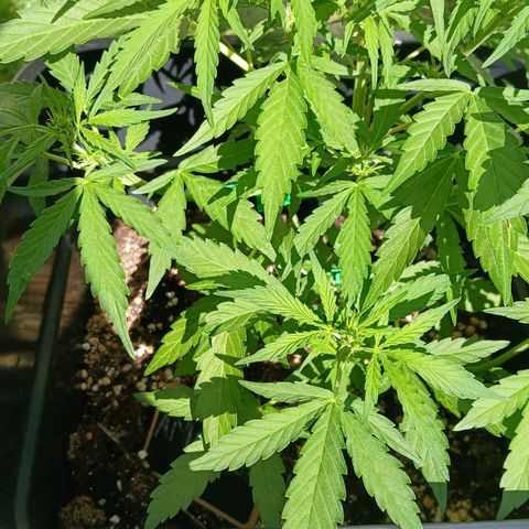 AMNÉSIA growlog timeline photo