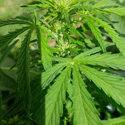AMNÉSIA growlog timeline photo