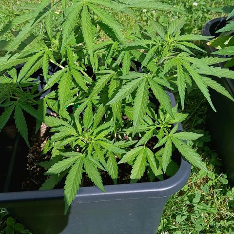 AMNÉSIA growlog timeline photo
