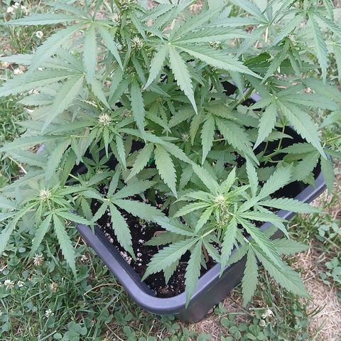 AMNÉSIA growlog timeline photo