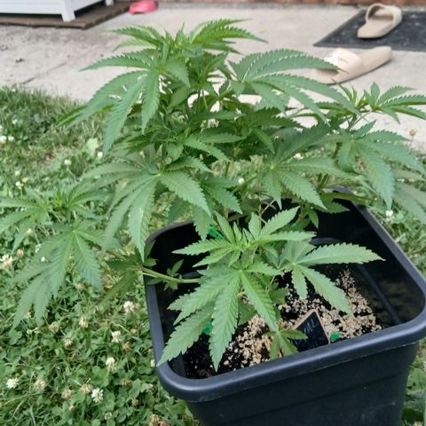 DOMINA growlog timeline photo
