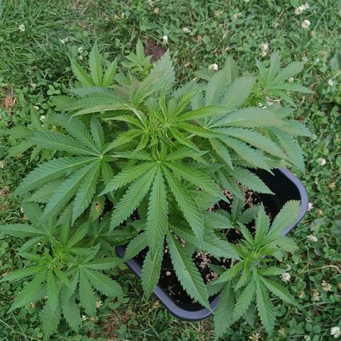 DOMINA growlog timeline photo