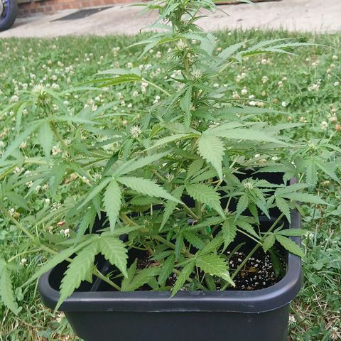 AMNÉSIA growlog timeline photo