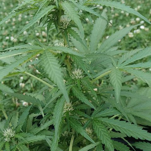 AMNÉSIA growlog timeline photo