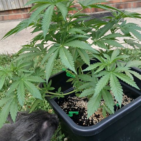 GELATO growlog timeline photo