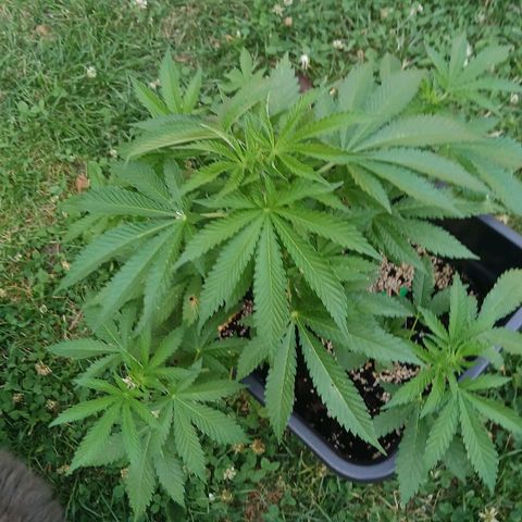 GELATO growlog timeline photo