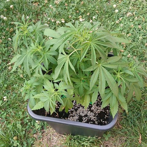OG KUSH growlog timeline photo