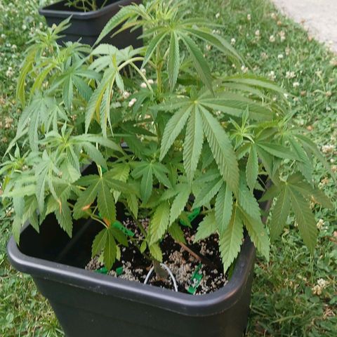 OG KUSH growlog timeline photo
