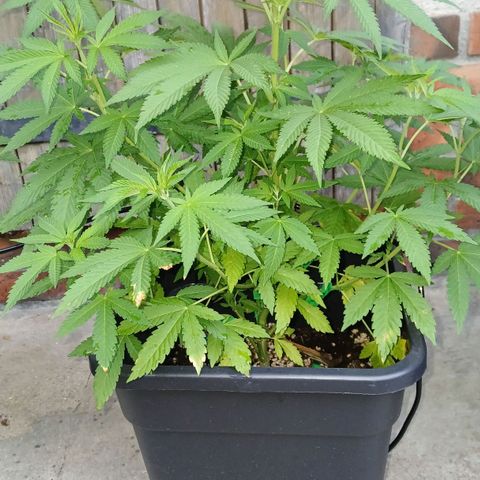 OG KUSH growlog timeline photo
