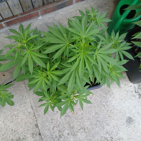 OG KUSH growlog timeline photo