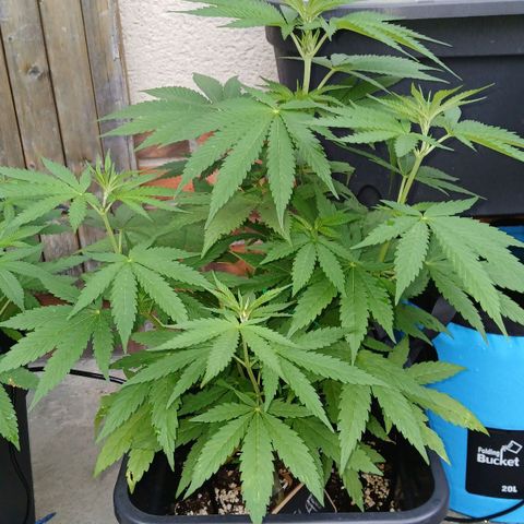 GELATO growlog timeline photo