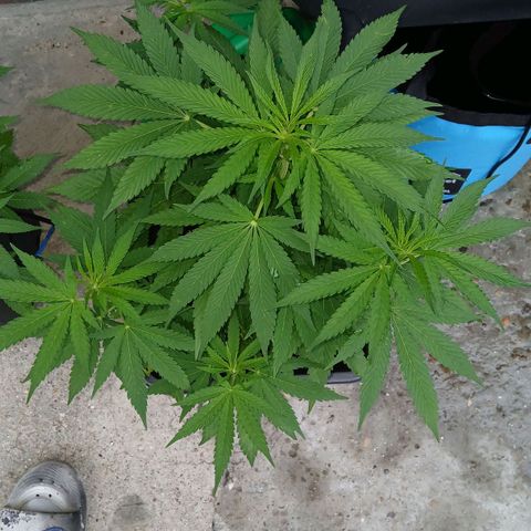 GELATO growlog timeline photo