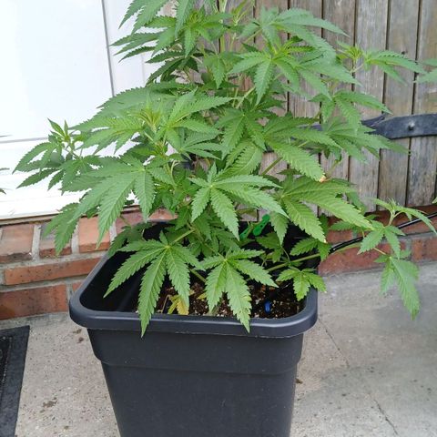 DOMINA growlog timeline photo