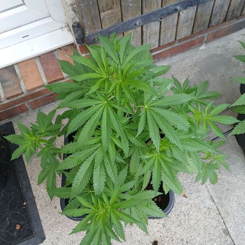 DOMINA growlog timeline photo