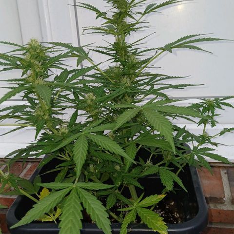 AMNÉSIA growlog timeline photo