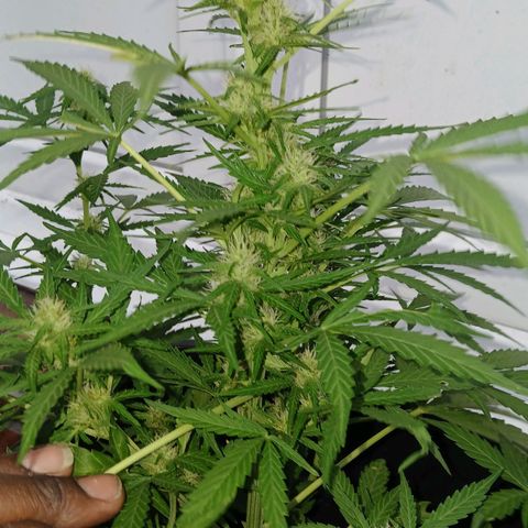 AMNÉSIA growlog timeline photo