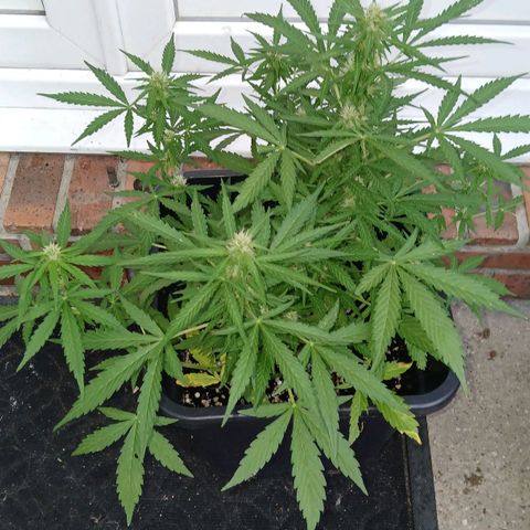 AMNÉSIA growlog timeline photo
