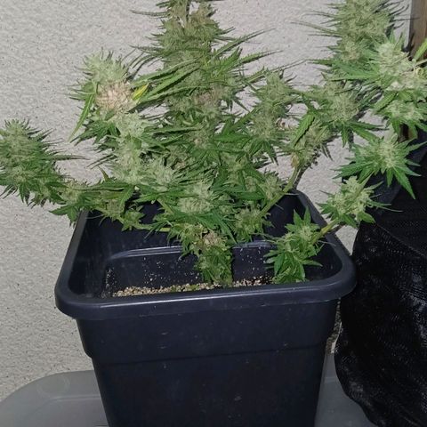 AMNÉSIA growlog timeline photo