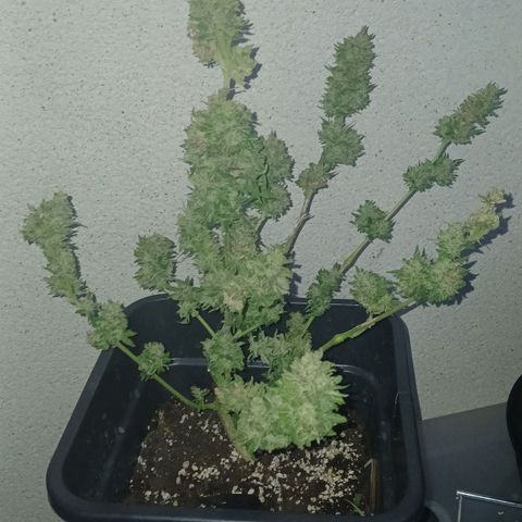 AMNÉSIA growlog timeline photo
