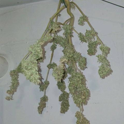 AMNÉSIA growlog timeline photo