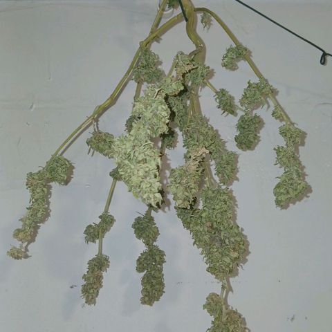 AMNÉSIA growlog timeline photo