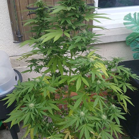 OG KUSH growlog timeline photo