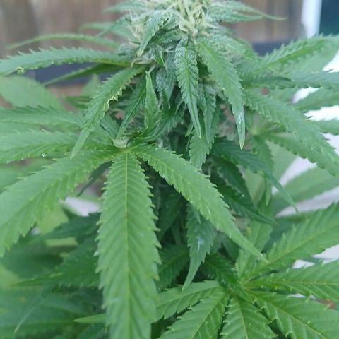 OG KUSH growlog timeline photo