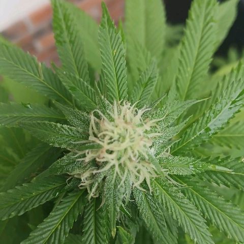 OG KUSH growlog timeline photo