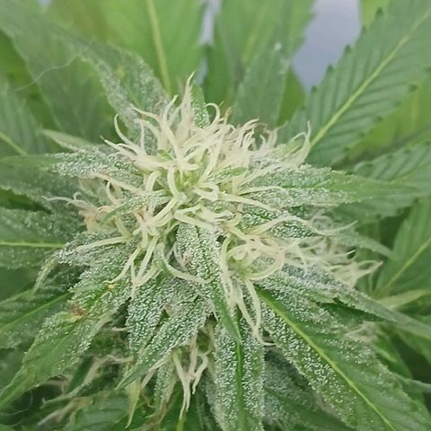 GELATO growlog timeline photo