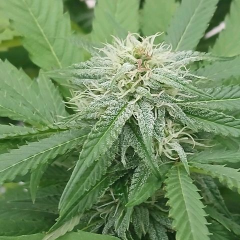 GELATO growlog timeline photo
