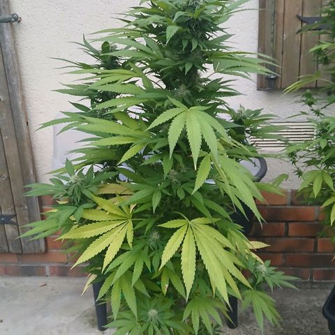 GELATO growlog timeline photo