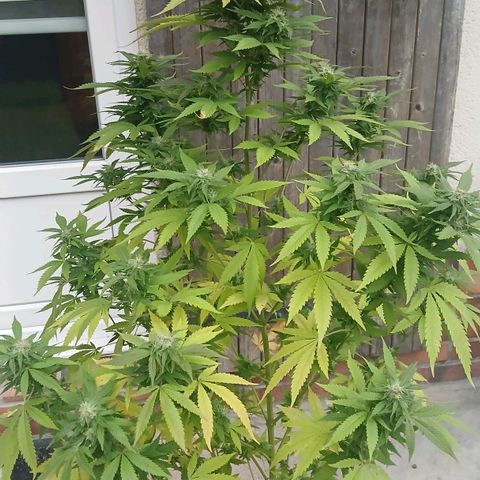 DOMINA growlog timeline photo