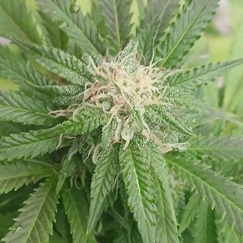 DOMINA growlog timeline photo