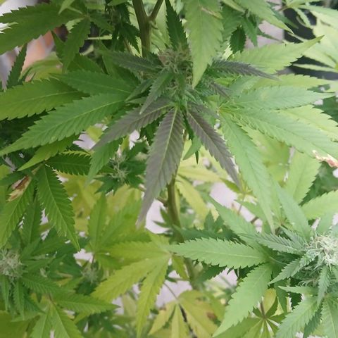 DOMINA growlog timeline photo
