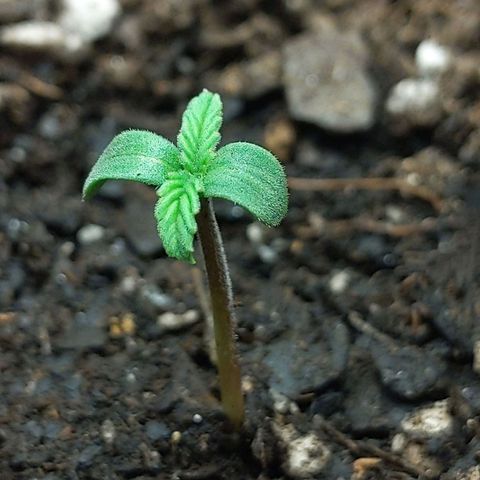 Northern Cheese Haze growlog timeline photo