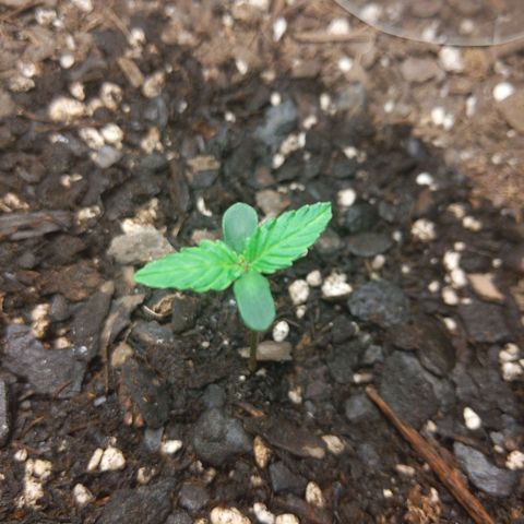 Northern Cheese Haze growlog timeline photo