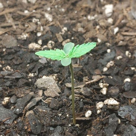 Northern Cheese Haze growlog timeline photo