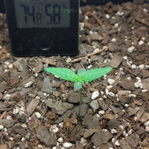 Northern Cheese Haze growlog timeline photo