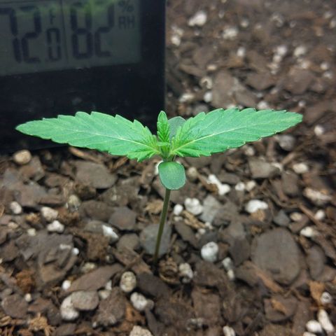 Northern Cheese Haze growlog timeline photo