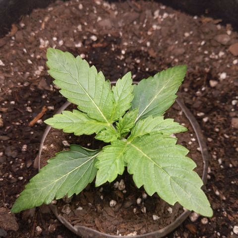 Northern Cheese Haze growlog timeline photo