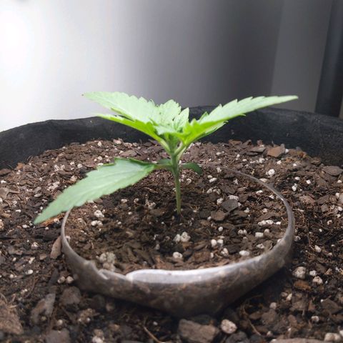 Northern Cheese Haze growlog timeline photo