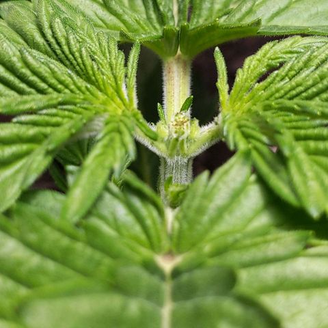 Northern Cheese Haze growlog timeline photo