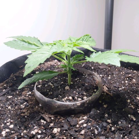 Northern Cheese Haze growlog timeline photo