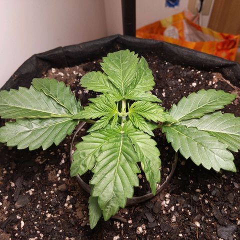 Northern Cheese Haze growlog timeline photo