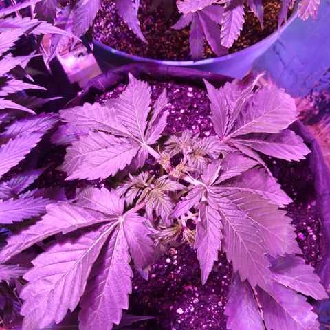 Northern Cheese Haze growlog timeline photo