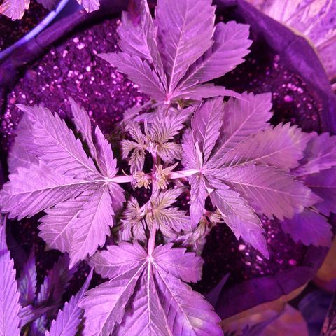 Northern Cheese Haze growlog timeline photo