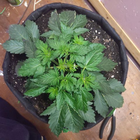 Northern Cheese Haze growlog timeline photo